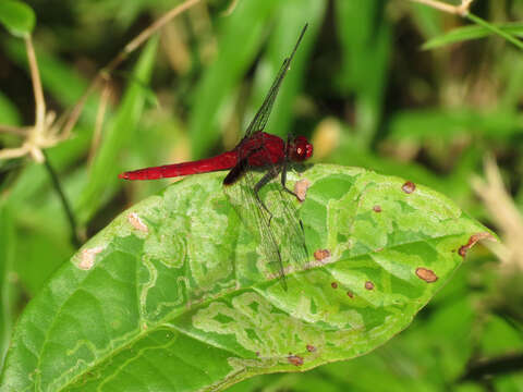 Image of Erythemis mithroides (Brauer 1900)