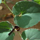 Image of Aristolochia bracteolata Lam.