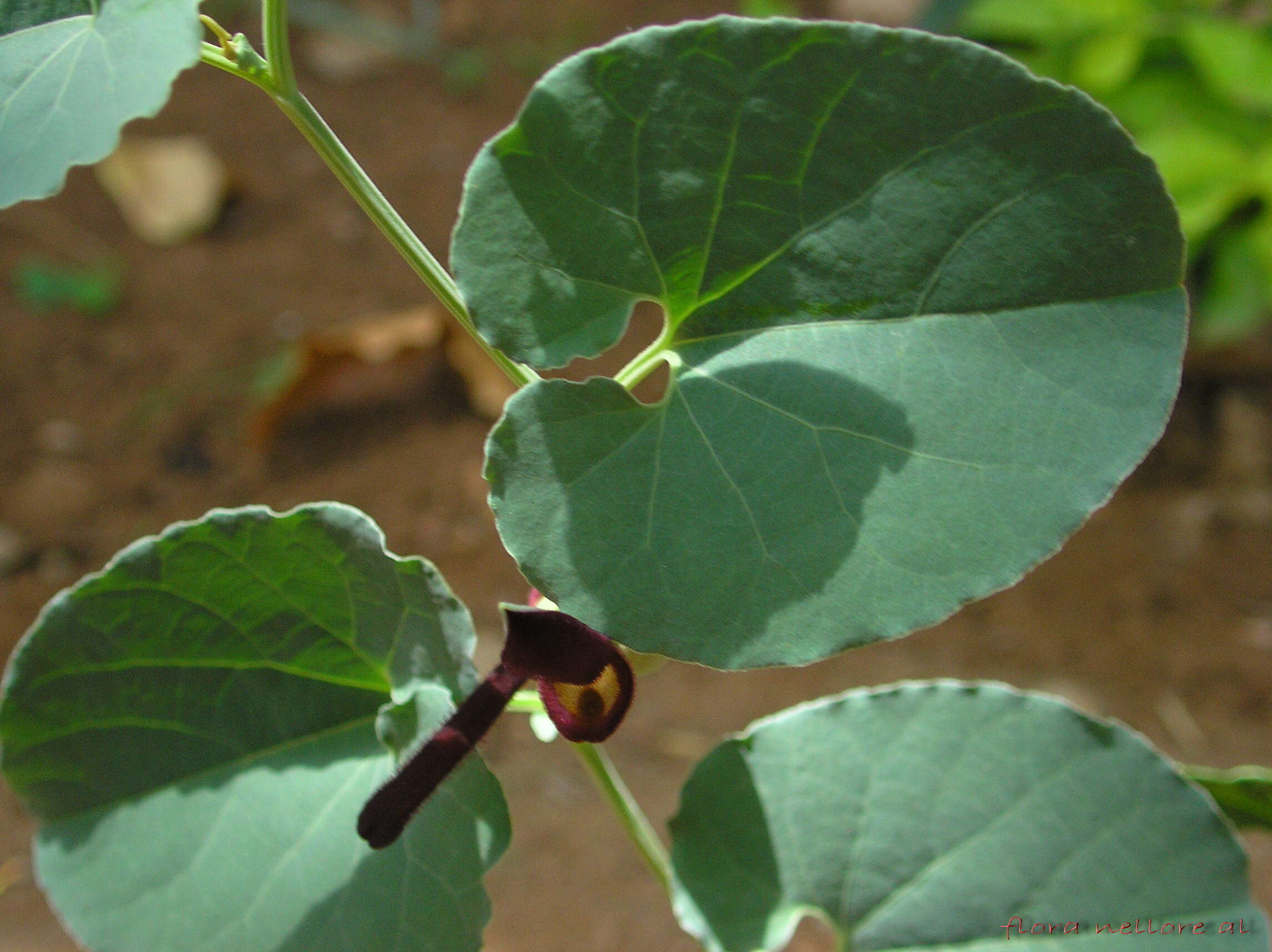 Image of Aristolochia bracteolata Lam.