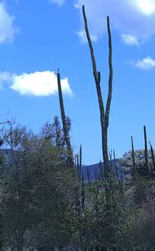 Image of Madagascan ocotillo