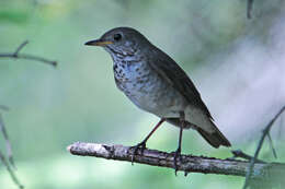 Image of Bicknell's thrush