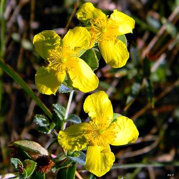 Image of four-petal st. johns wort