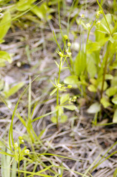 Imagem de Ranunculus abortivus L.