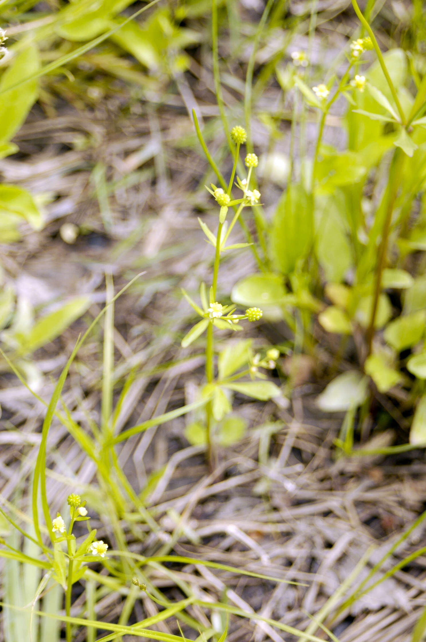 Sivun Ranunculus abortivus L. kuva