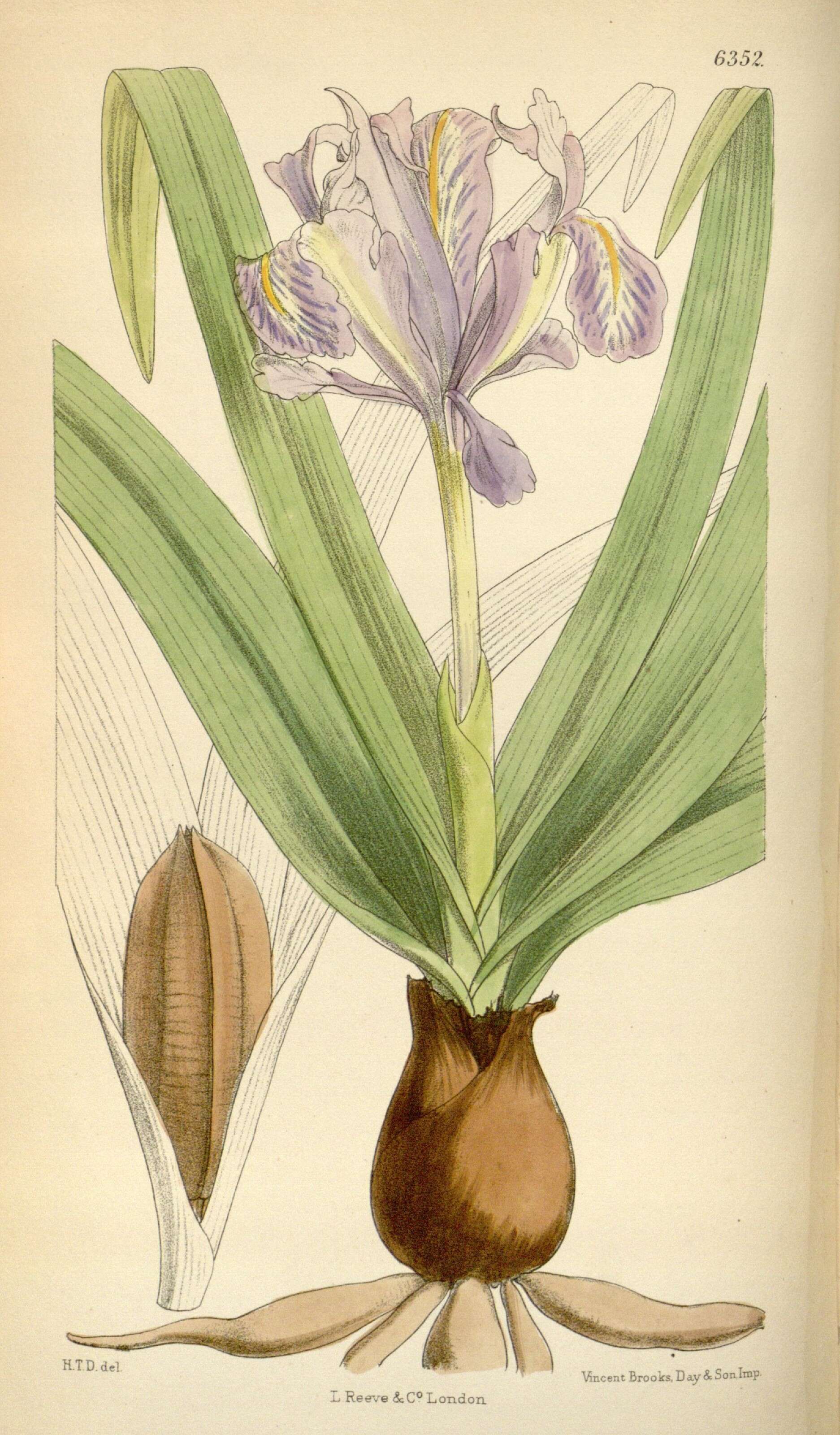 Image of Iris planifolia (Mill.) T. Durand & Schinz