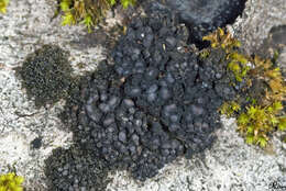 Image of jelly lichen