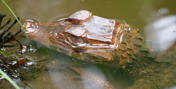 Image of Smooth-fronted Caimans