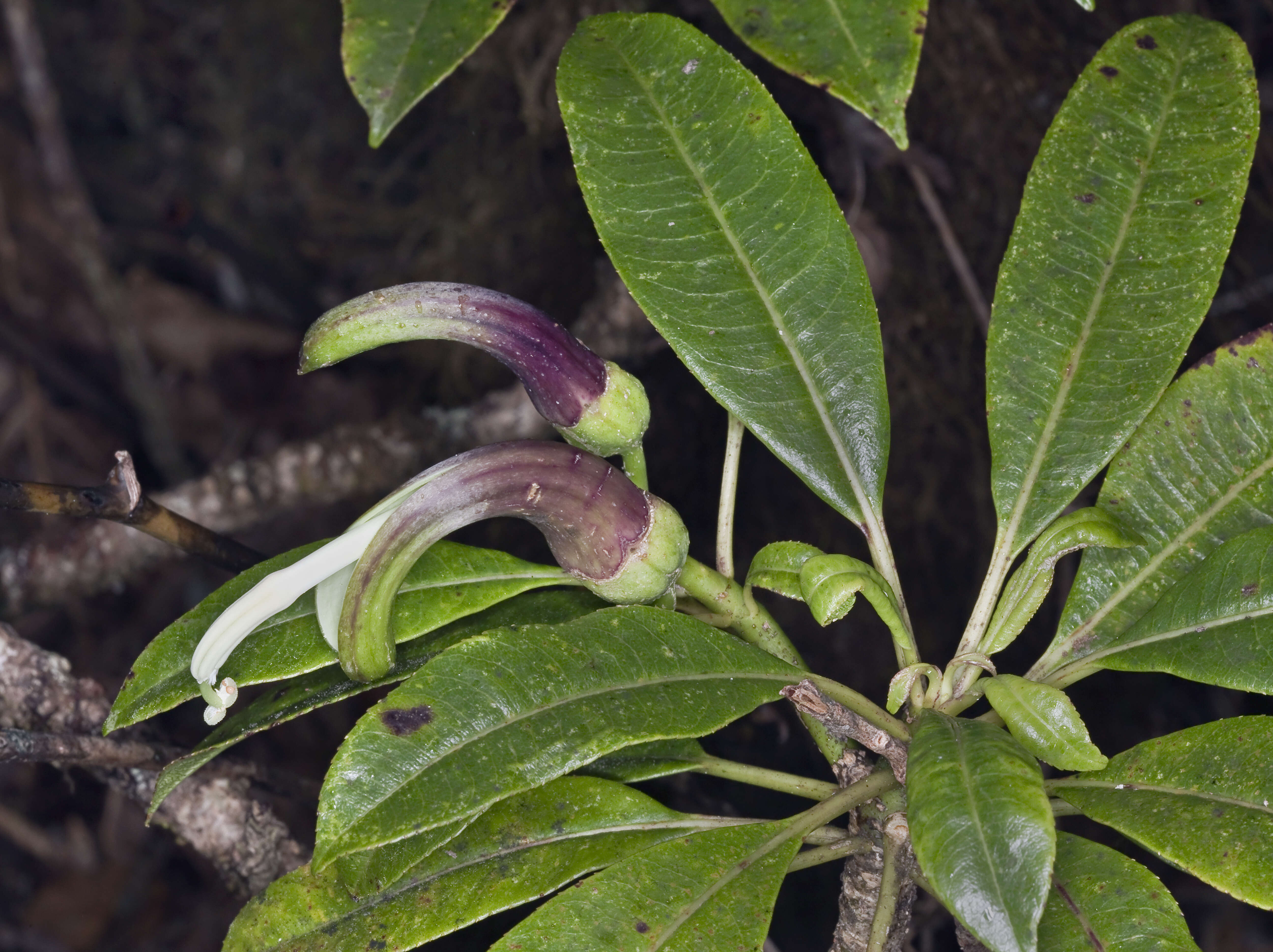 Clermontia fauriei H. Lév. resmi