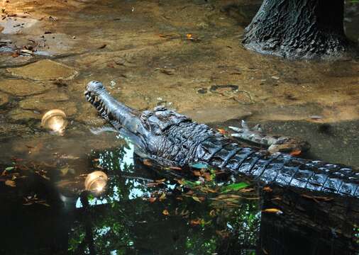 Image of Tomistoma