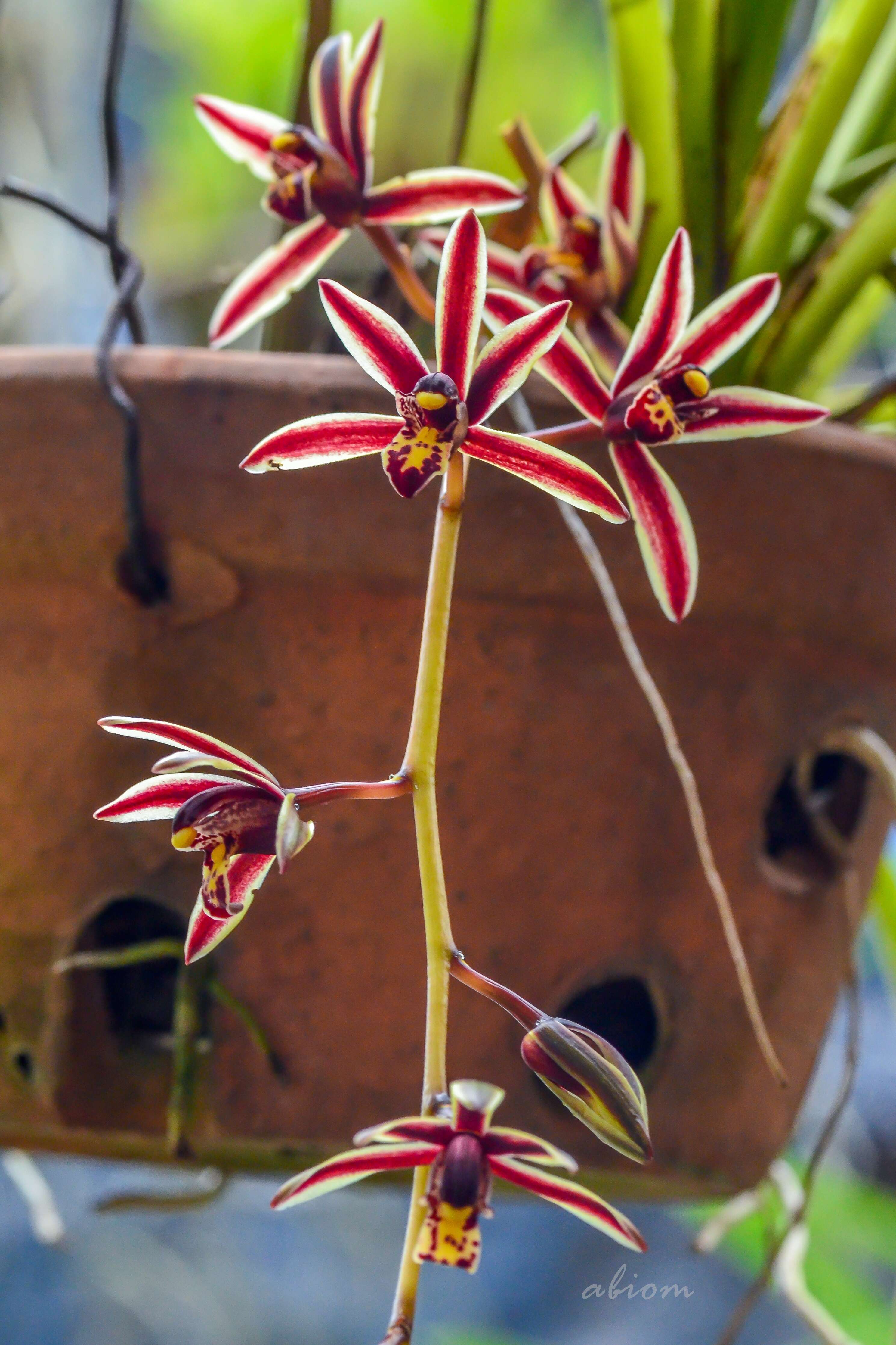 Image of Boat orchids