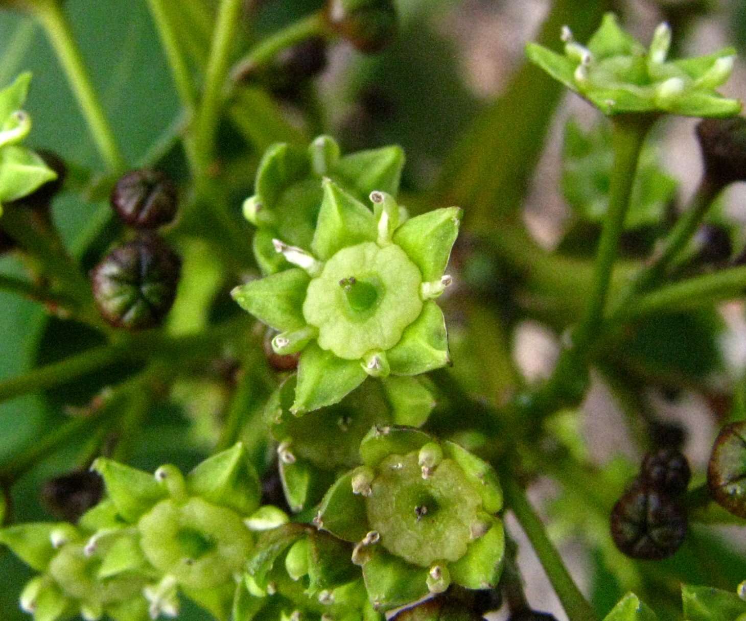 Plancia ëd Colubrina oppositifolia Brongn. ex H. Mann