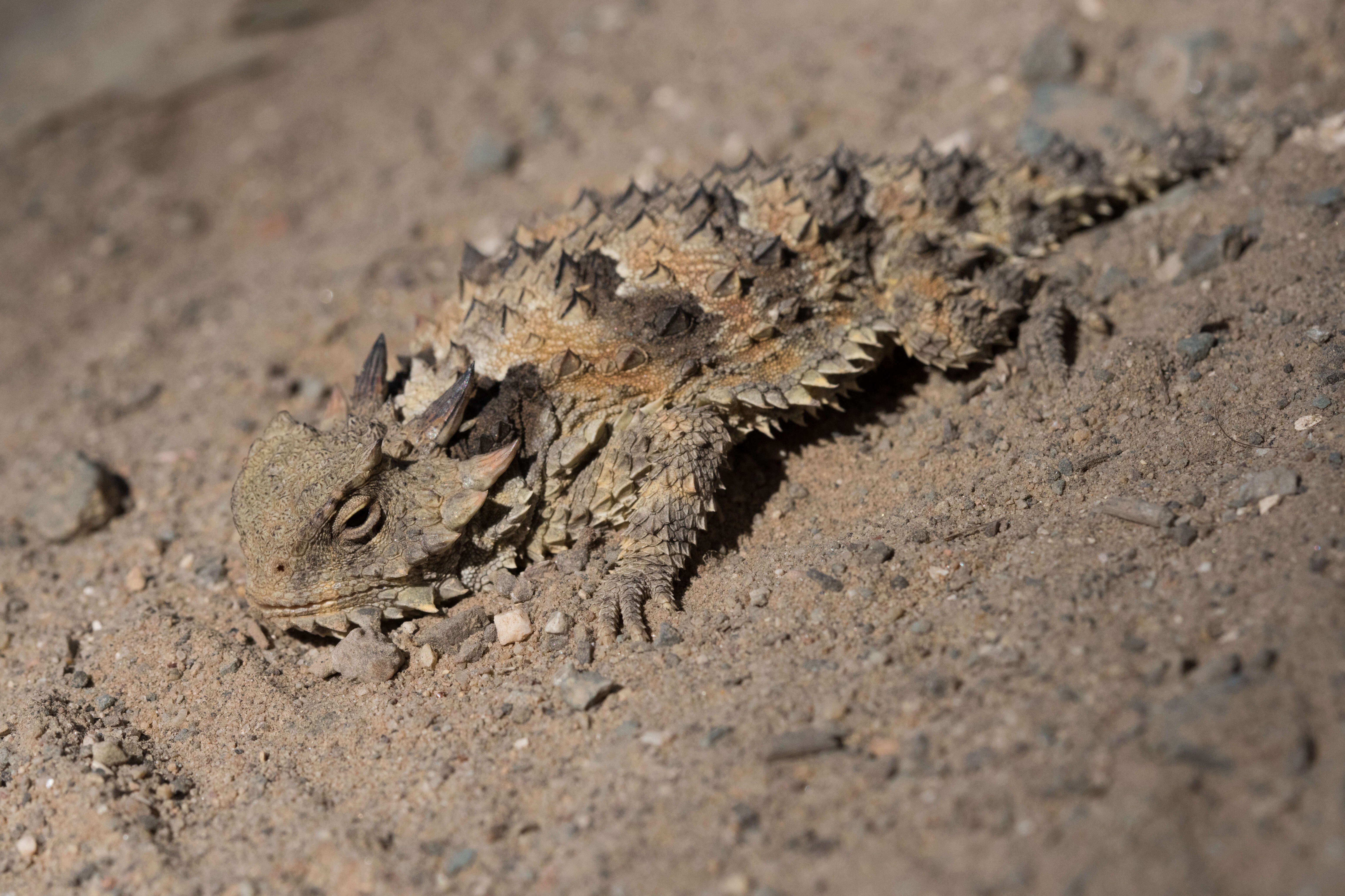 Image of horned lizard