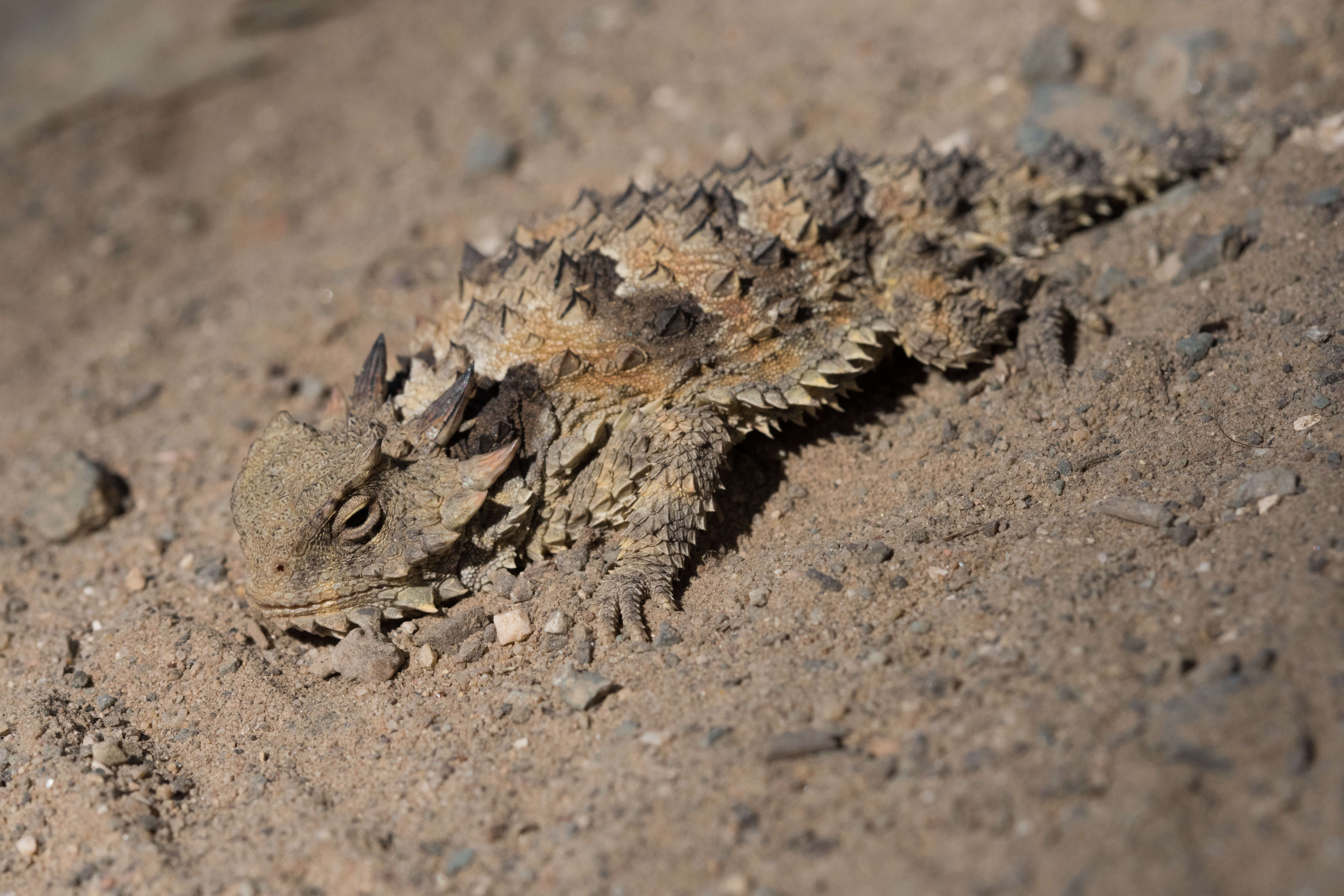 Phrynosoma blainvillii Gray 1839 resmi