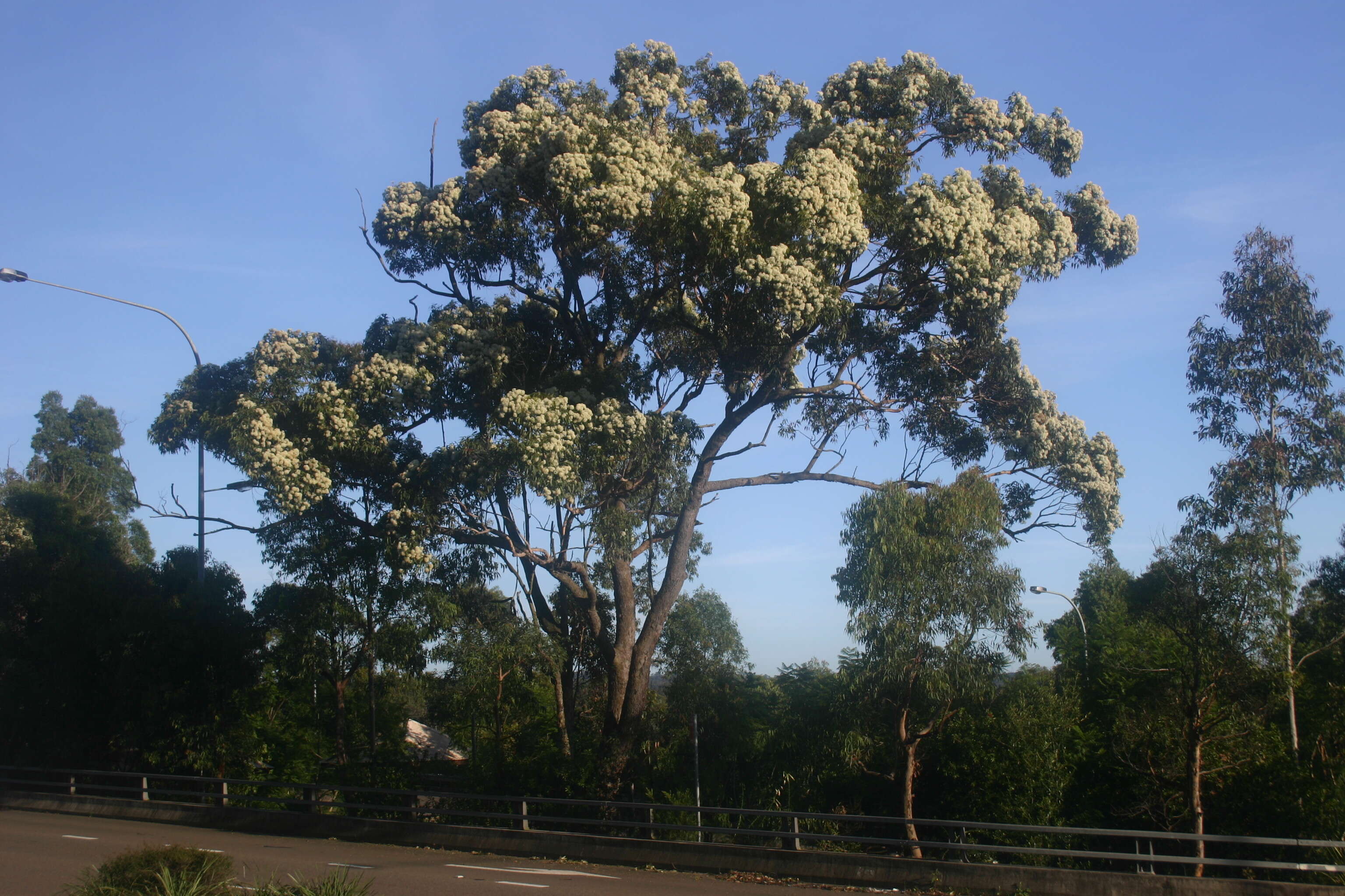 صورة Corymbia gummifera (Gaertn.) K. D. Hill & L. A. S. Johnson