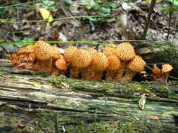 Image of Pholiota