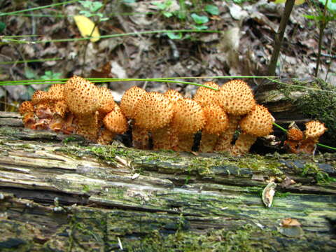 Image of shaggy scalycap