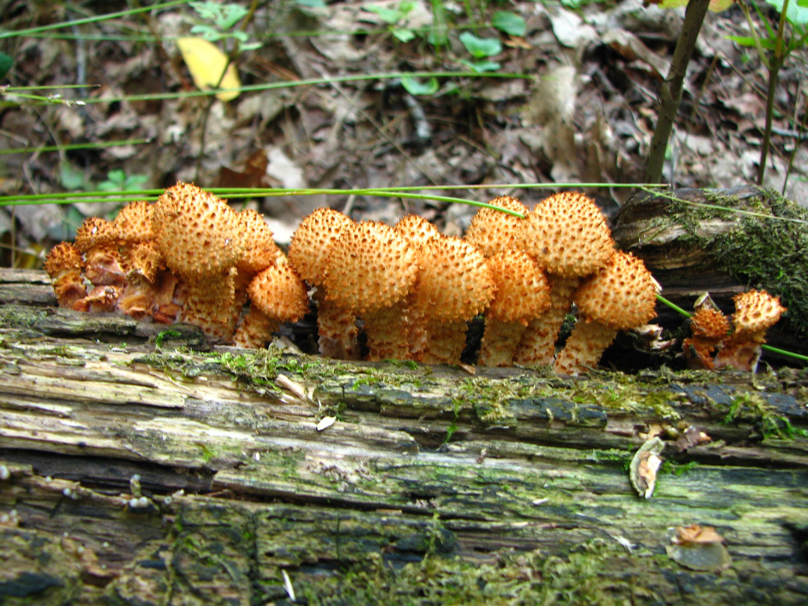 Image of shaggy scalycap