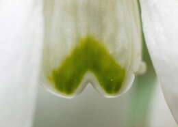 Image of Snowdrop