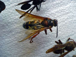 Image of Cicada Killers