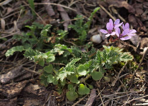 Imagem de Erodium cicutarium (L.) L'Her.