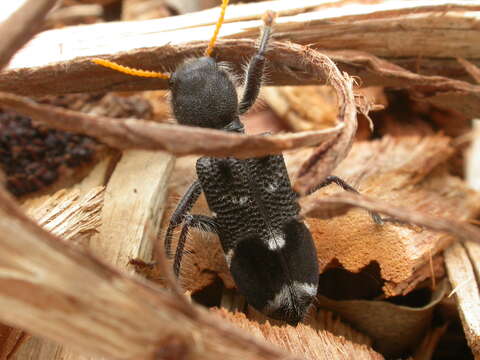 Image of Yellow-horned Clerid