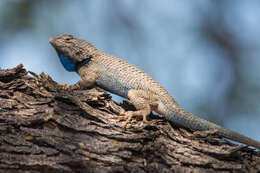 Image of Duges' Spiny Lizard