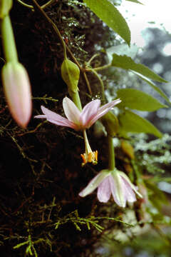 Image of banana passionflower