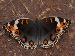 Plancia ëd Junonia orithya Linnaeus 1764