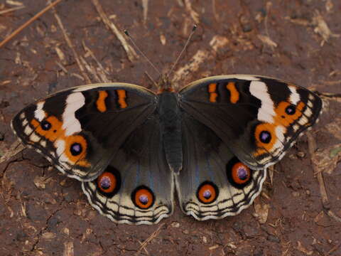 Plancia ëd Junonia orithya Linnaeus 1764