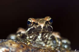 Image of Iberian Frog