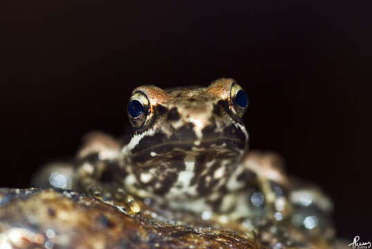 Image de Grenouille ibérique