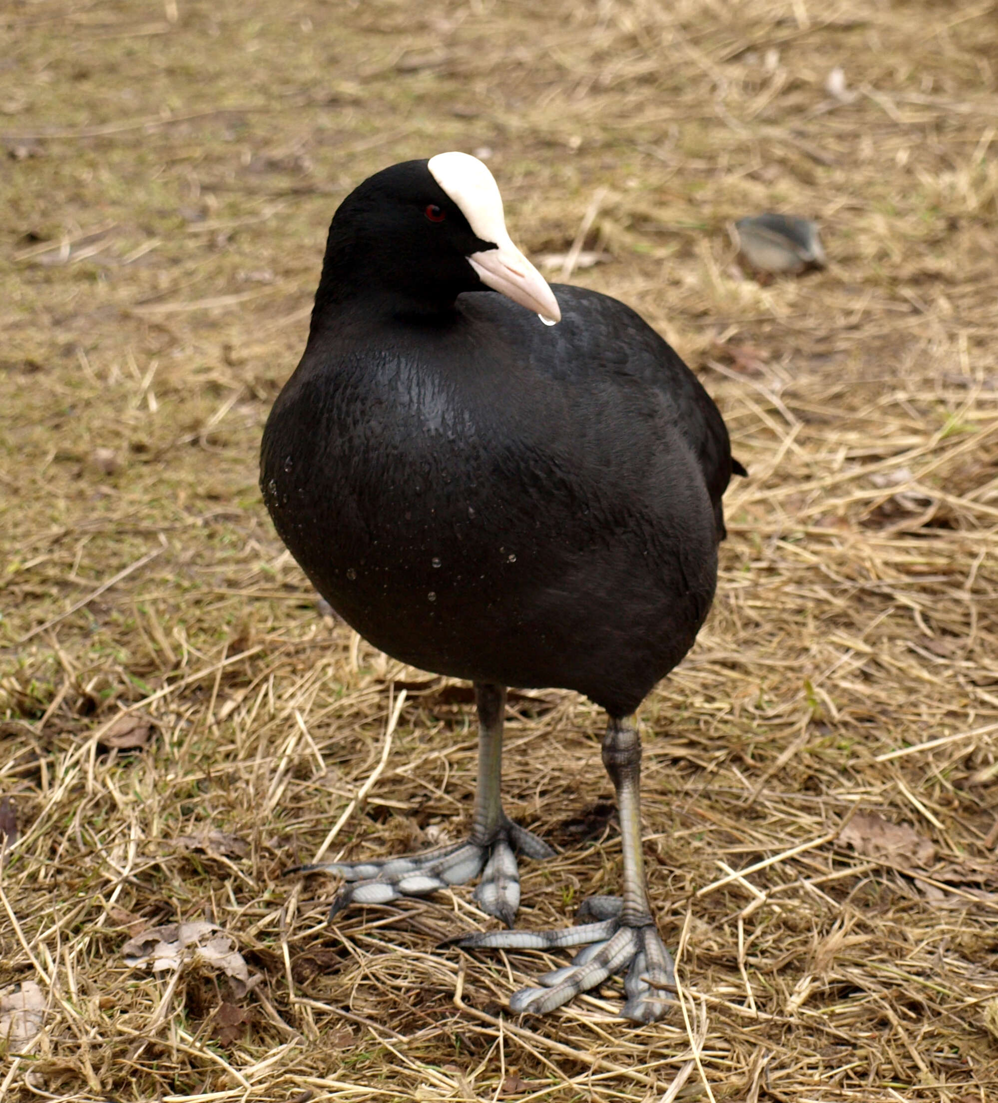 Image of Common Coot