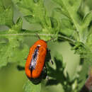 صورة Anomoea nitidicollis Schaeffer 1920