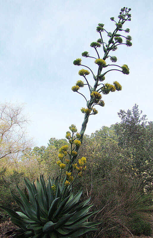Image of maguey