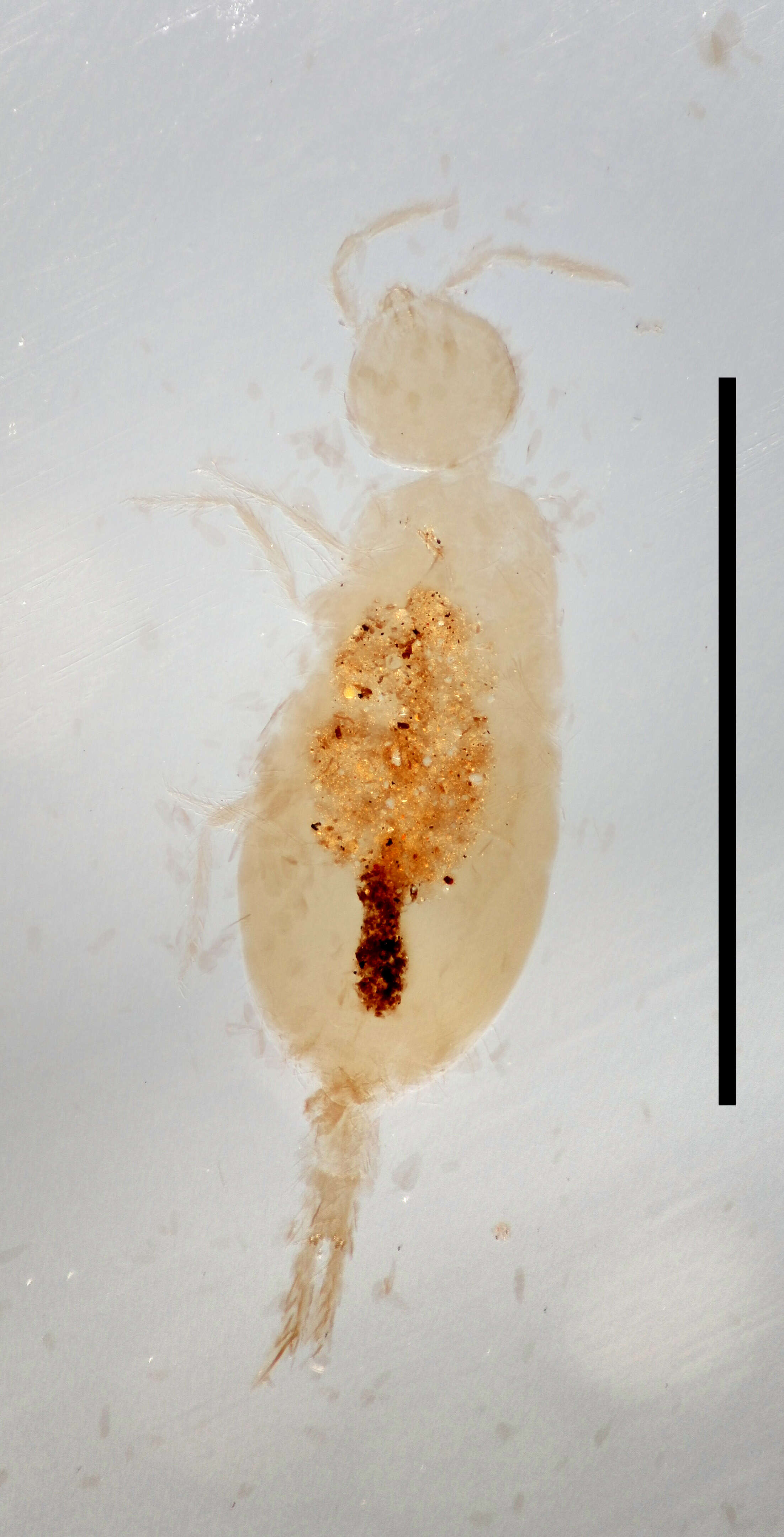 Paronellidae resmi