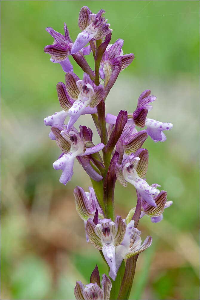 Image of Green-winged Orchid