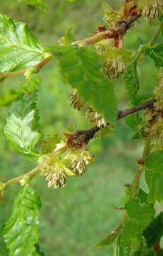 Image of southern beech