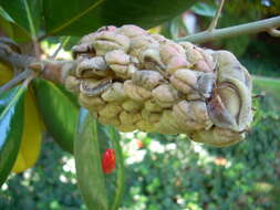 Image of southern magnolia