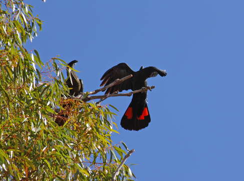 Image of Calyptorhynchus Desmarest 1826