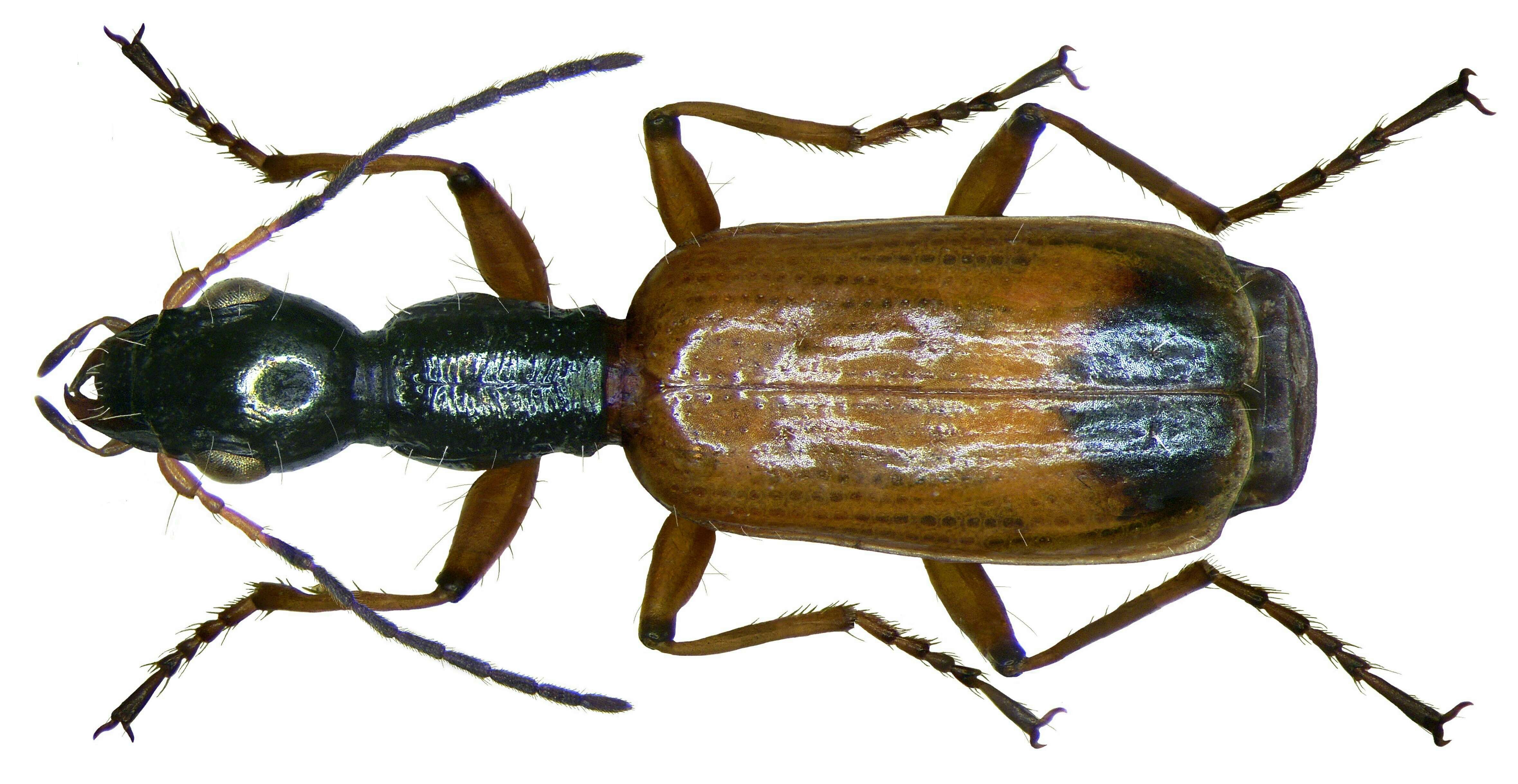 Image of Odacantha