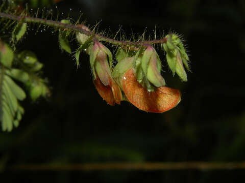 Image of Sensitive Joint-Vetch