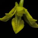 Image of Dendrobium metachilinum Rchb. fil.