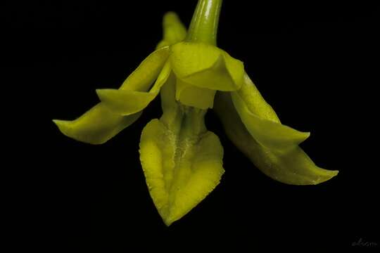 Image of Dendrobium metachilinum Rchb. fil.