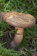 Image of Brown Roll-Rim