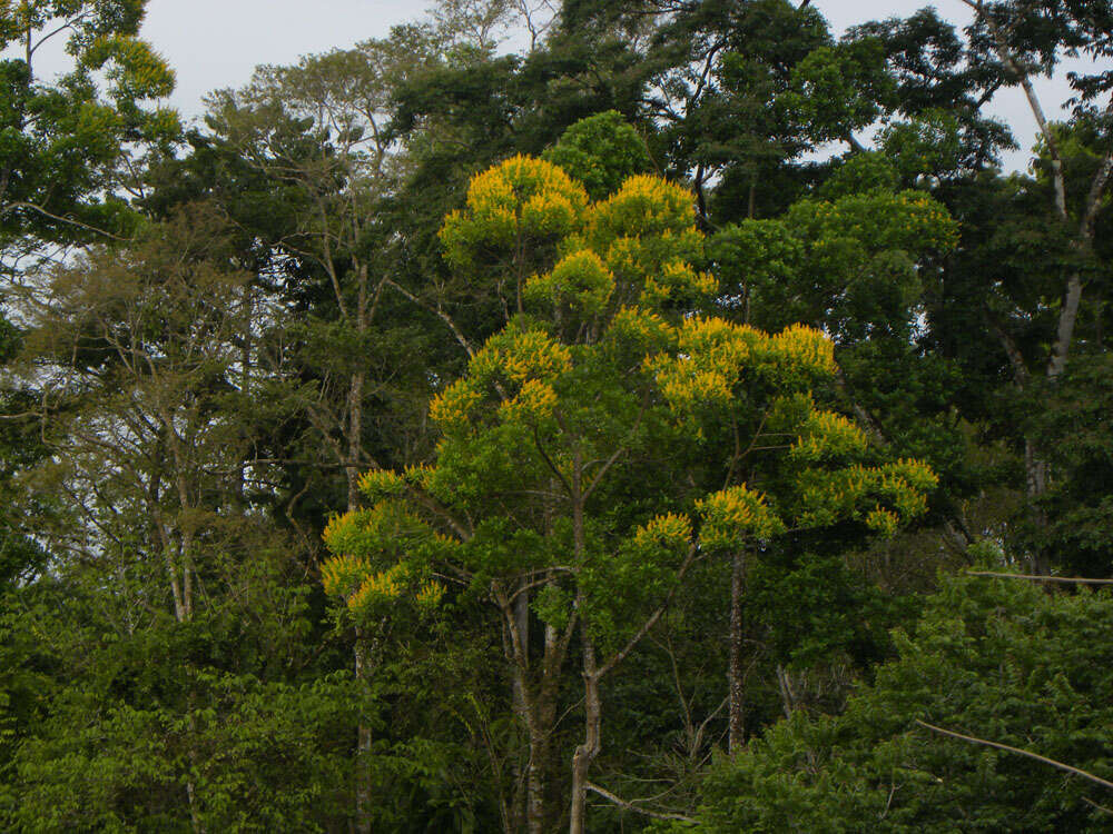 Image of Vochysia guatemalensis J. D. Smith