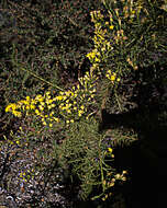 Image of Ericameria palmeri palmeri