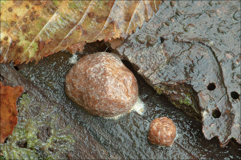 Image of Reticularia Bulliard 1788