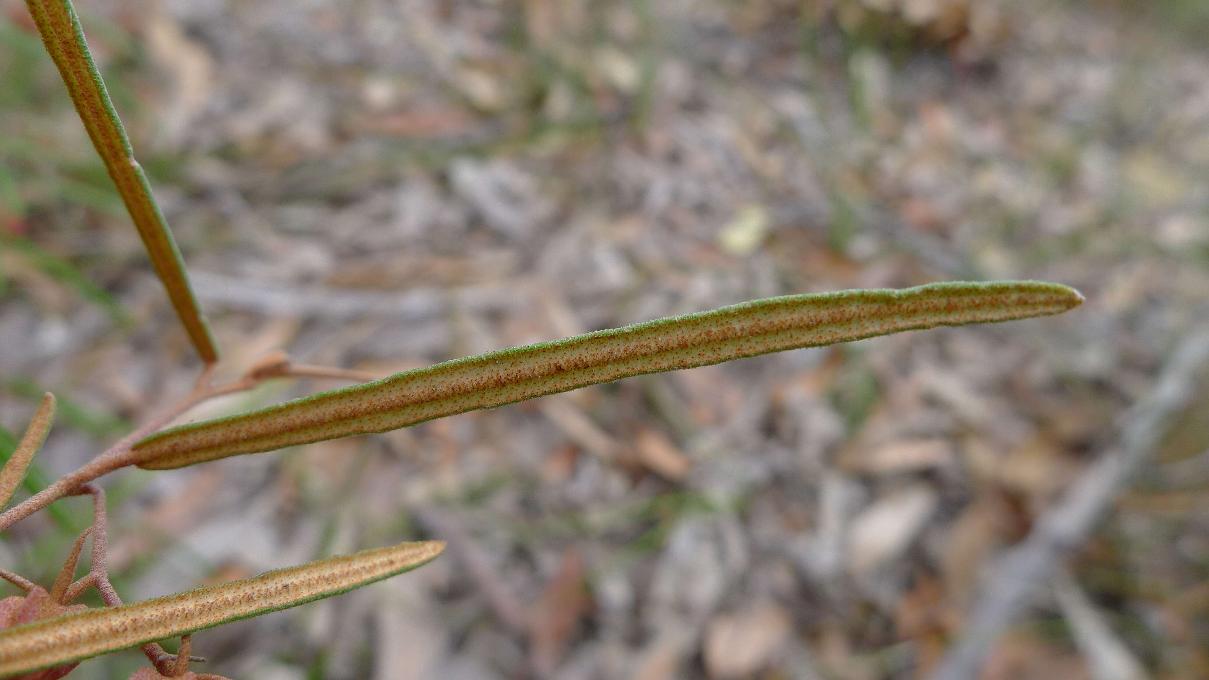 Image of Lasiopetalum