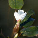 Image of Ottelia ovalifolia subsp. ovalifolia