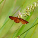 صورة Idaea serpentata Hüfnagel 1767